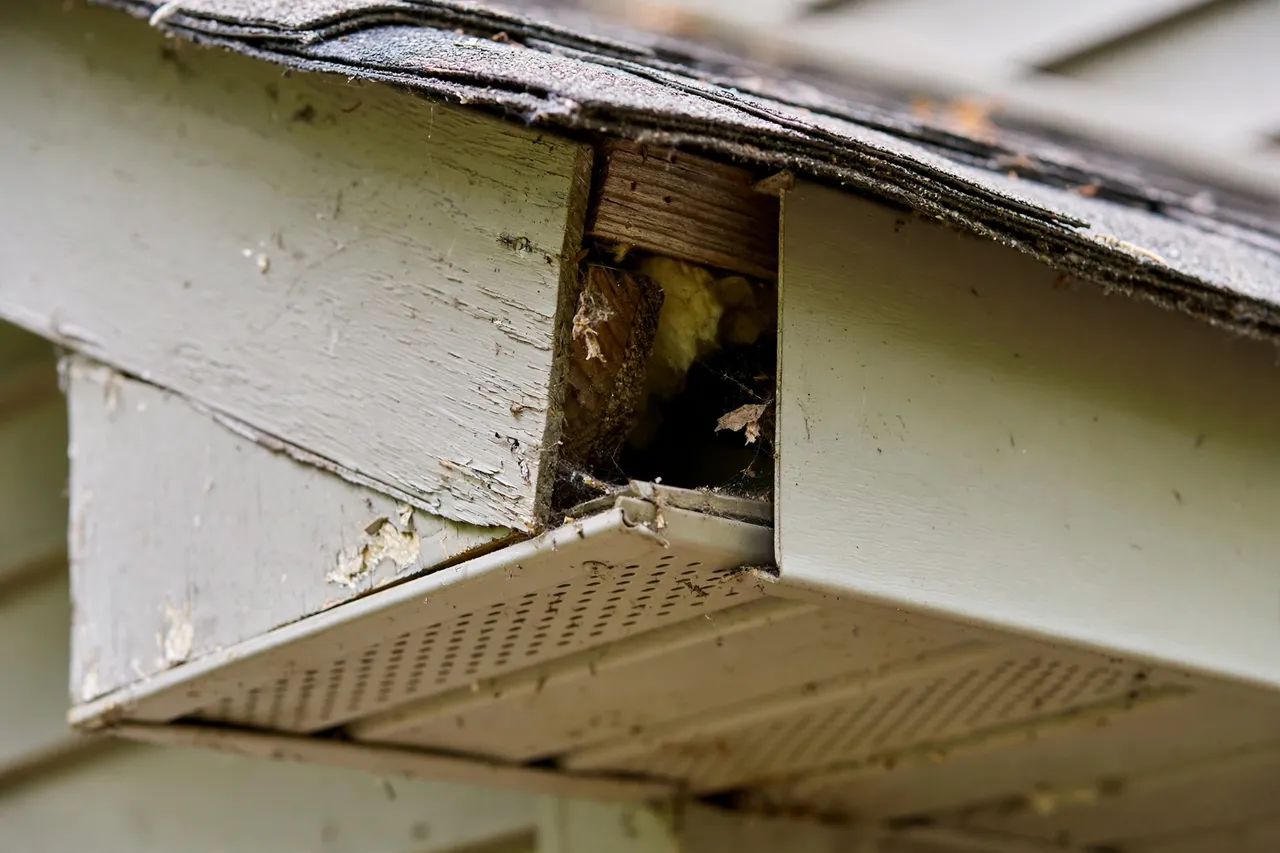 Gap at a roof eave and soffit corner — Rat Control in Provo, UT