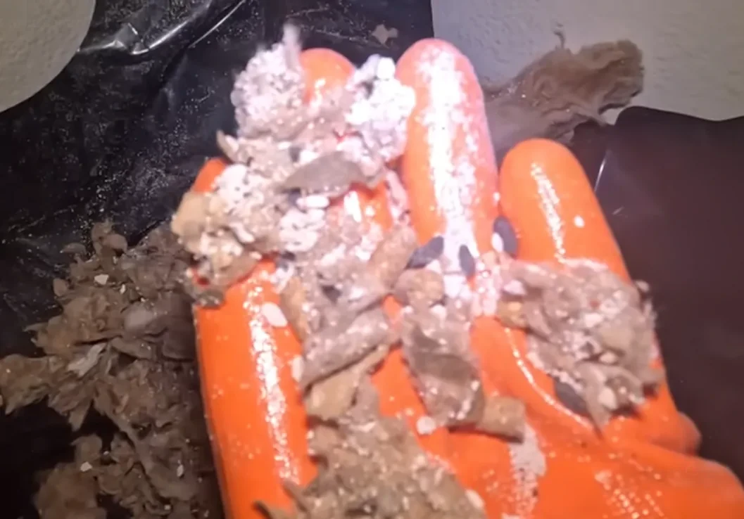 Rodent droppings and debris collected during an attic cleanup in Provo