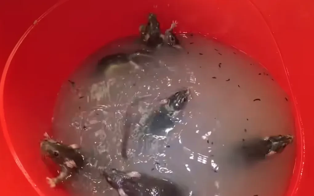Rodents caught during a trapping service in Provo
